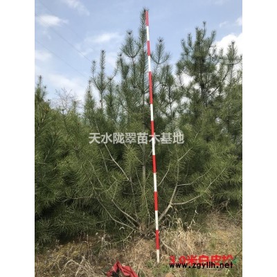 七葉樹（桫欏）