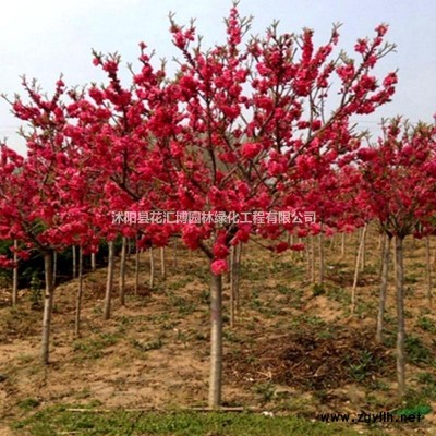灑金柏基地大量現貨批發，價格實惠，基地直銷