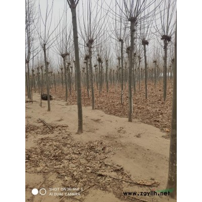 柳樹，竹柳，直柳，垂柳大量現貨供應