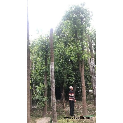 黃連翹種植基地.30公分黃連翹價(jià)格.成都怡璟園林