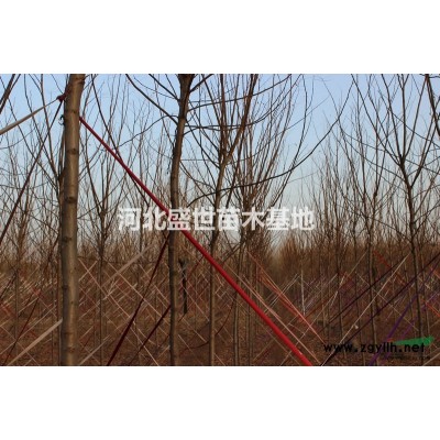 河北*新的連翹報價
