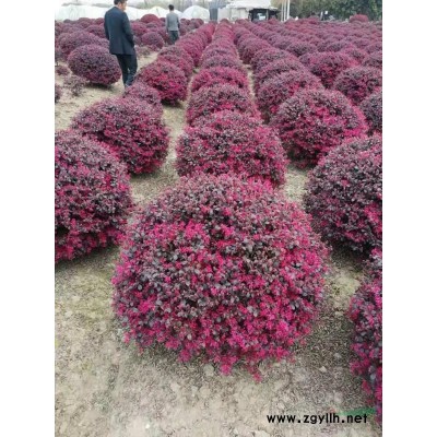 紅葉石楠