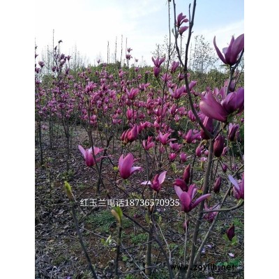 @木瓜樹價格/河南木瓜樹價格/5-20公分價格