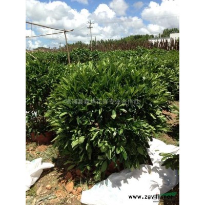 多花風鈴木花期 黃花風鈴木基地，紫花風鈴木有多花和少花，漳浦