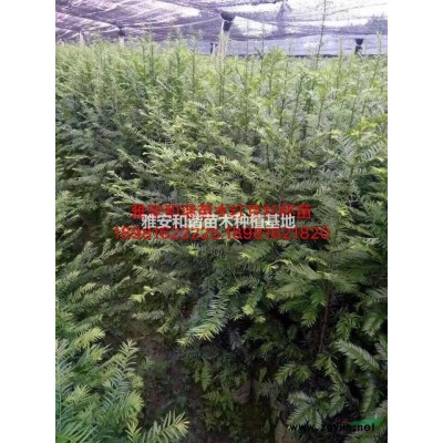 四川福鼎大白茶苗價格，名選131茶苗價格，烏牛早茶苗批發，黃金茶苗價格