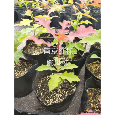 娜塔櫟江蘇貨源