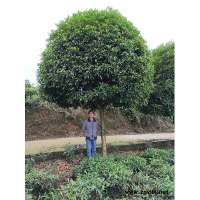 雅安高桿桂花特征 雅安高桿桂花報價/供應