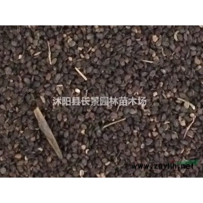 紫葉草種苗批發(fā)價(jià)格？