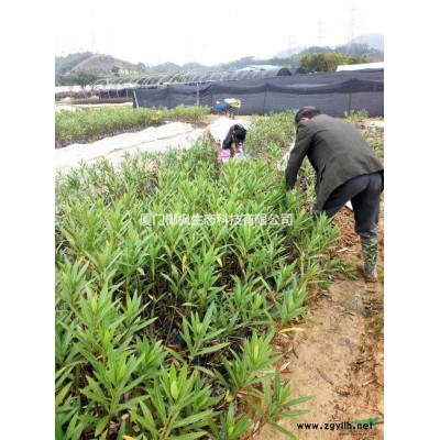 供應巴西野牡丹、金邊假連翹、馬尼拉草皮