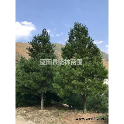 白皮松產地_5米精品白皮松_西安盛林白皮松苗圃_移栽苗