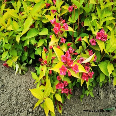 剪股穎草坪草皮 公園綠地高質量草坪草皮 高爾夫保齡球道草坪 學校操場工程綠化類草坪價格