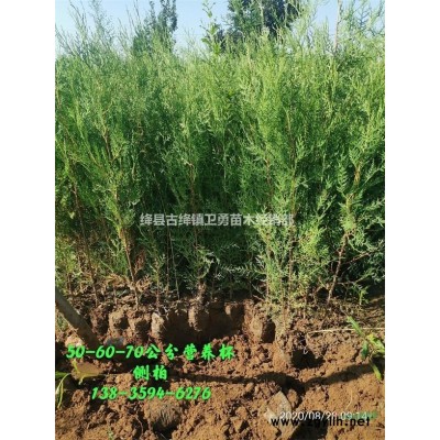 一年連翹苗產地批發+1年連翹苗今年價格+1年連翹苗！！