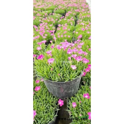 產(chǎn)地直銷 雙色茉莉 低價(jià)供應(yīng) 數(shù)量多 品質(zhì)好