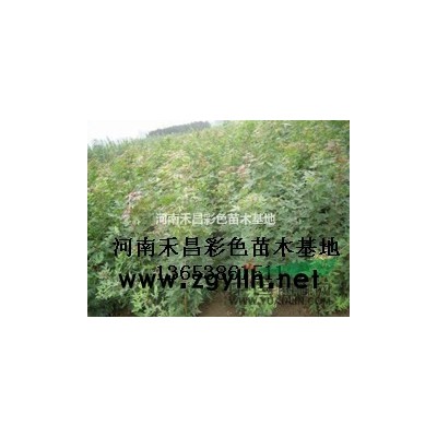 可供邳州北美紅櫟小苗|江蘇美國紅橡樹|美國紅櫟基地|紅櫟