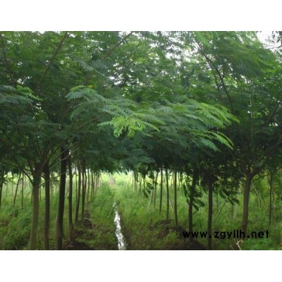 橄欖菜冬天凍不死