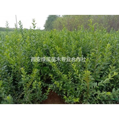 陜西側柏