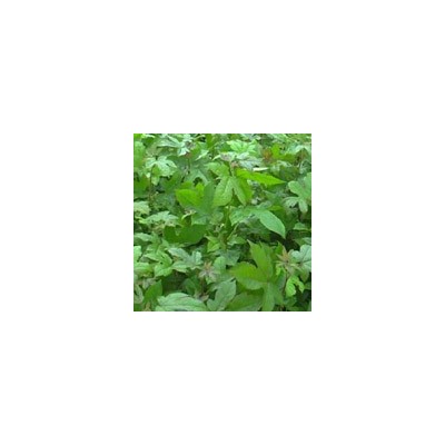 供應(yīng)江西森林“四化”苗木-苦櫧、小葉青岡