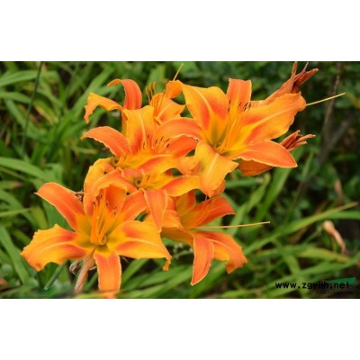 山東紅葉碧桃，山東連翹，山東青州紅葉碧桃，青州連翹
