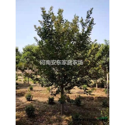 2-5公分晚櫻