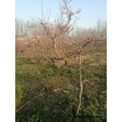大型造型梅花 精品梅花供應