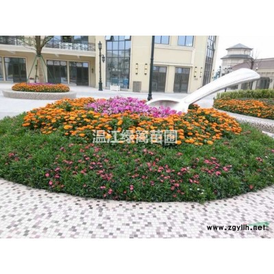 溫江水生植物荷花種植基地