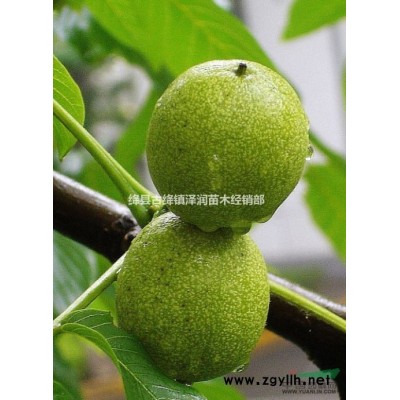 櫻桃樹 櫻桃樹苗2/3/4公分價(jià)格===廠家直銷量大從優(yōu)