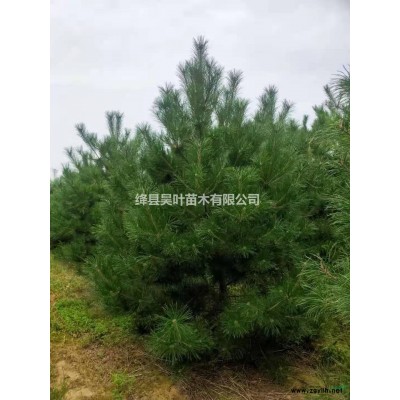 山西五米從生五角楓哪里有，八米叢生五角楓價格。