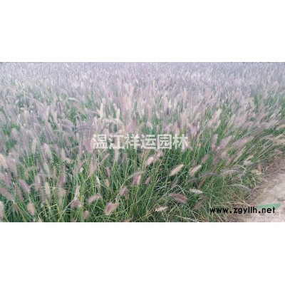 樸樹
