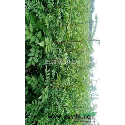連翹苗，1年連翹苗價格？2年連翹苗價格？山西千畝連翹苗基地。