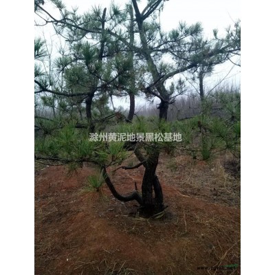 大量供應黑松地景毛坯！