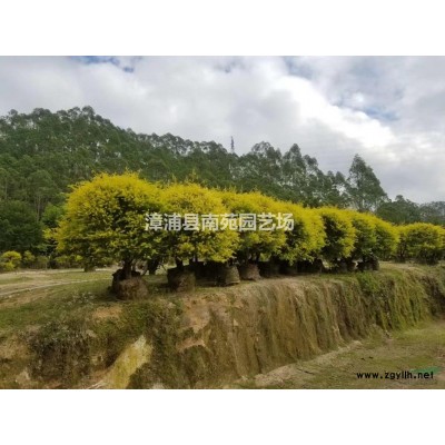 福建漳州地區(qū)供應叢生果石榴樹樁