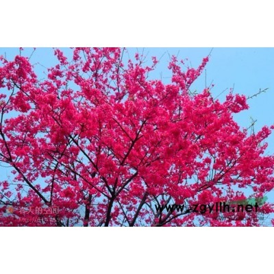 本苗圃常年供應(yīng)野鴨春，大規(guī)格野鴨春