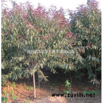 供應柳葉馬鞭草 青州馬鞭草批發基地