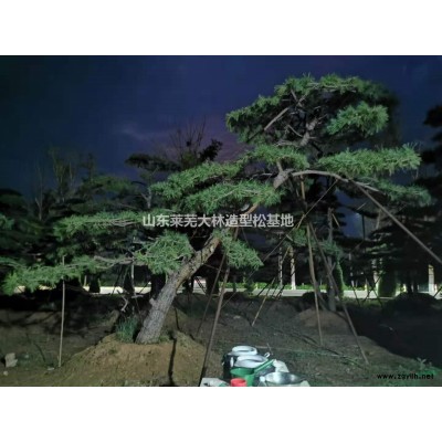 大量造型松供應，山東萊蕪常年供應造型黑松造型油松造型松