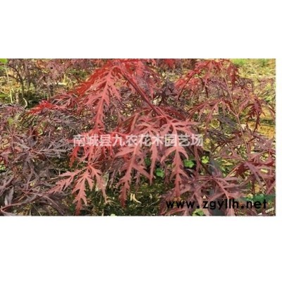 北美紅櫟 生態價值高 生長速度快