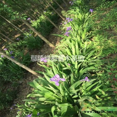 十大功勞批發基地 出售十大功勞樹苗 價格優惠