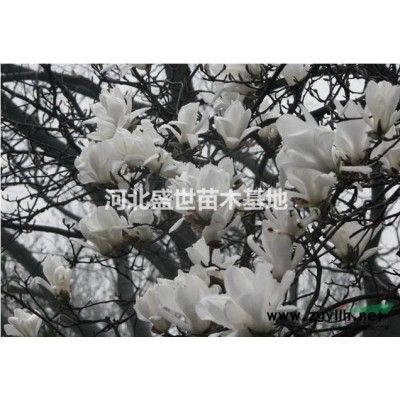 連翹多少錢 連翹報價