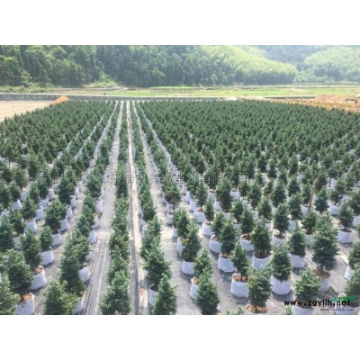 藍色波爾瓦8行情報價\藍色波爾瓦8圖片展示