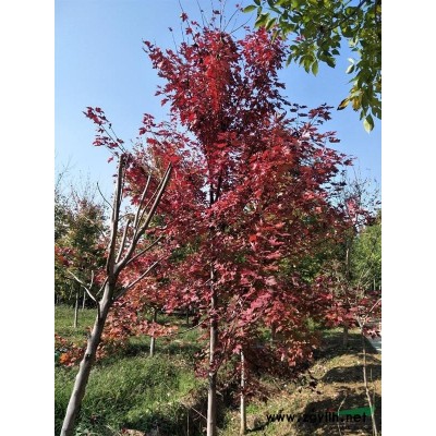 美國紅楓價格