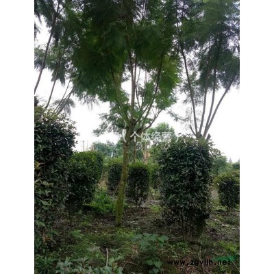 哪里有賣金葉連翹.成都金葉連翹價(jià)格.16杯金葉連翹大量出售