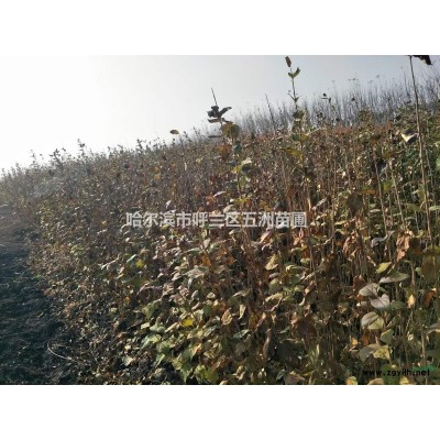 黑龍江哈爾濱苗木基地苗圃出售工程苗；東北連翹1米的，1.2米的-1.5米的