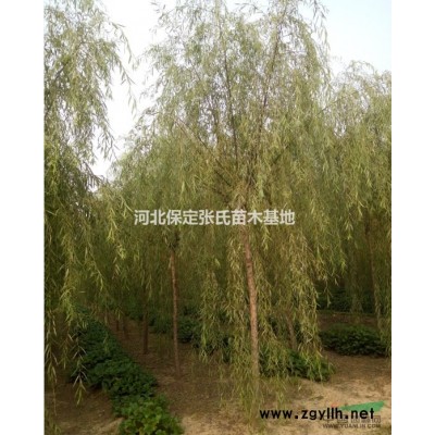 金枝槐價格--金枝槐圖片--河北金枝槐基地