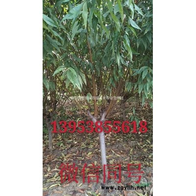 西府海棠樹精品嫁接小苗八棱垂絲北美王族絢麗紅寶石海棠苗圃基地直銷供應占地批發價格庭院綠化工程盆栽地栽