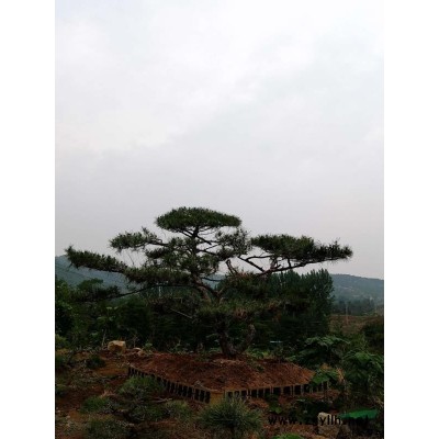 景觀松造型油松 造型黑松 造型赤松 盆景松
