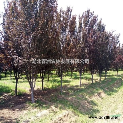 湖北桂花 報(bào)價(jià) 金桂 黃岡桂花 安徽桂花 江西桂花 湖南桂花