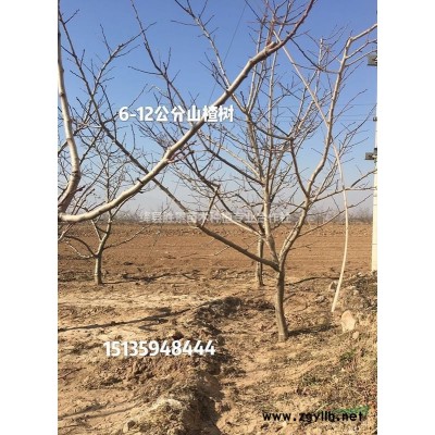 10公分元寶楓多少錢，12公分元寶楓價(jià)格·供應(yīng)山西運(yùn)城元寶楓
