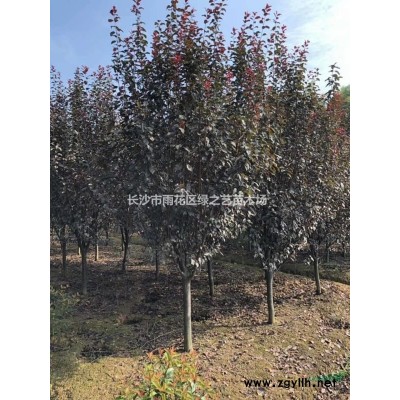 紅葉碧桃價格  復瓣紅花    湖南碧桃4-10公分