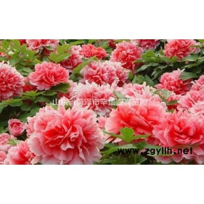 菏澤市友福綠化有限責任公司: