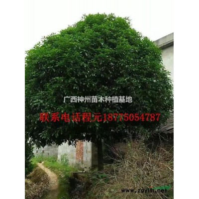 *優質桂花樹哪里*便宜
