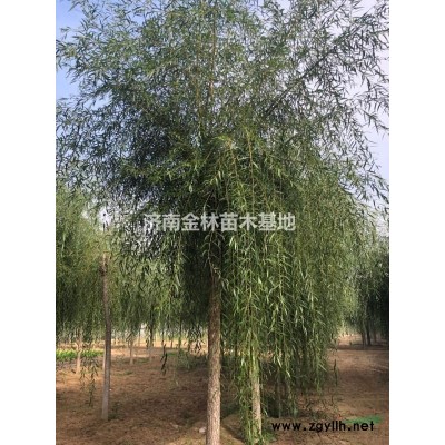 供應(yīng)8公分國(guó)槐價(jià)格、10公分國(guó)槐價(jià)格、12公分國(guó)槐價(jià)格